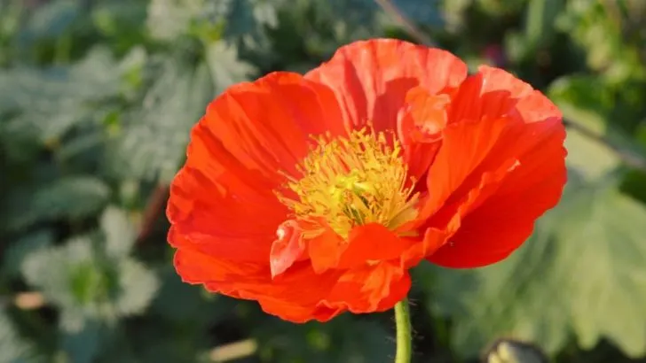 Islandmohn (Papaver Nudicaule): Pflege, Standortwahl Und Co.!