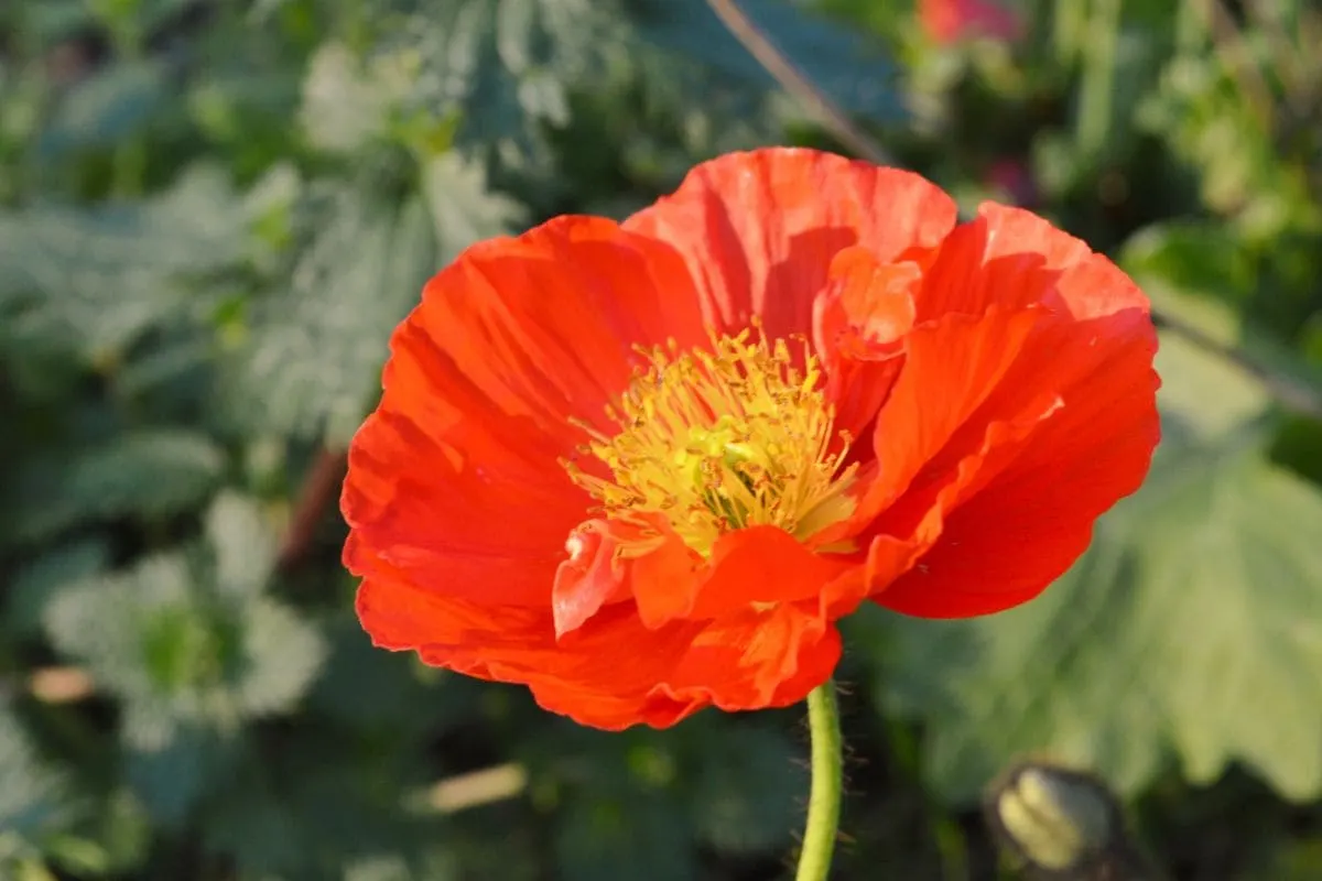 Islandmohn (Papaver Nudicaule)_ Pflege, Standortwahl Und Co.!