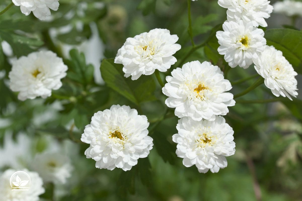 Gefüllte Bertramsgarbe (Achillea Ptarmica): Pflege &amp; Sorten