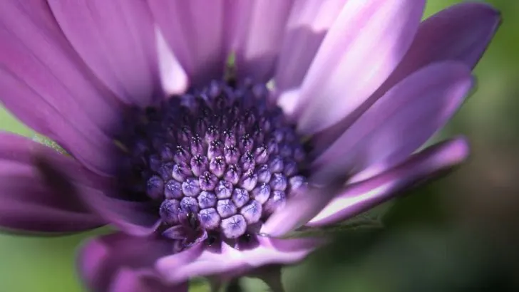 Kapkörbchen: Arten, Pflege, Vermehrung, Standort Und Co.!