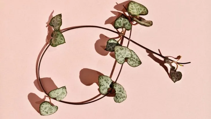 Leuchterpflanze: Pflegetipps, Merkmale & Pflanzenarten