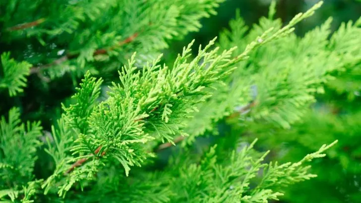 Leyland Zypresse: Merkmale, Pflegetipps & Sorten