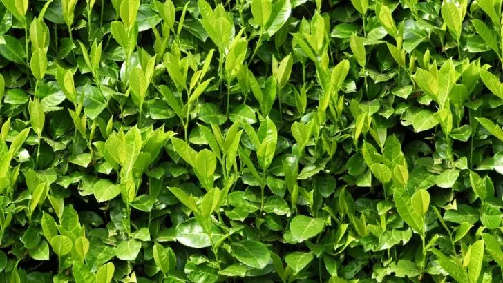 Lorbeerhecke (Prunus Laurocerasus): Merkmale Und Tipps Für Die Pflege!