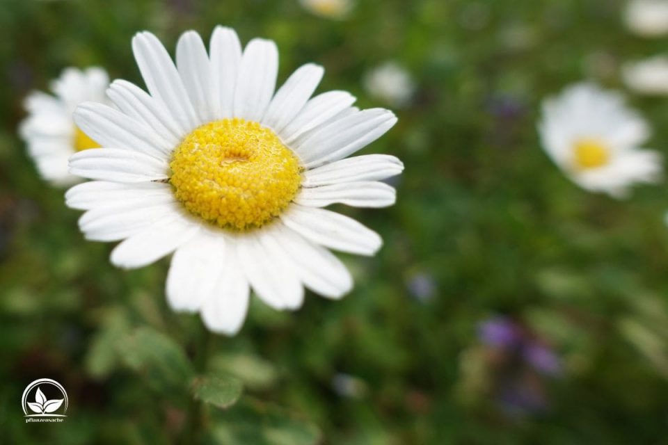 Margeriten Arten Die Einteilung & Pflegetipps
