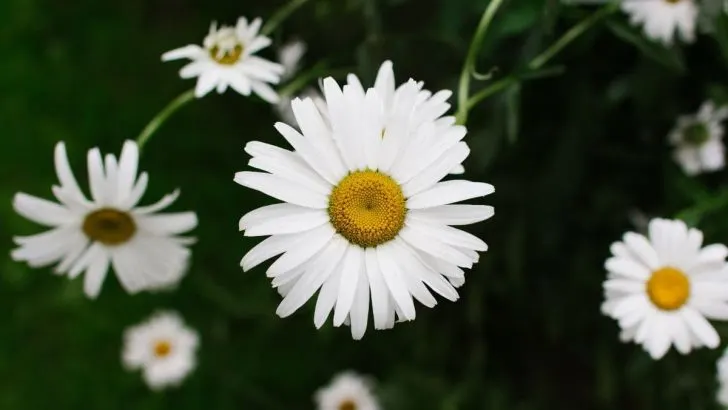 Margeriten Arten: Die Einteilung & Pflegetipps