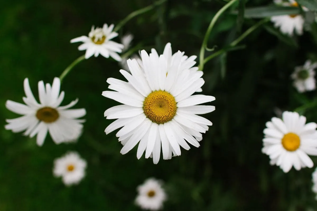 Margeriten Arten_ Die Einteilung & Pflegetipps