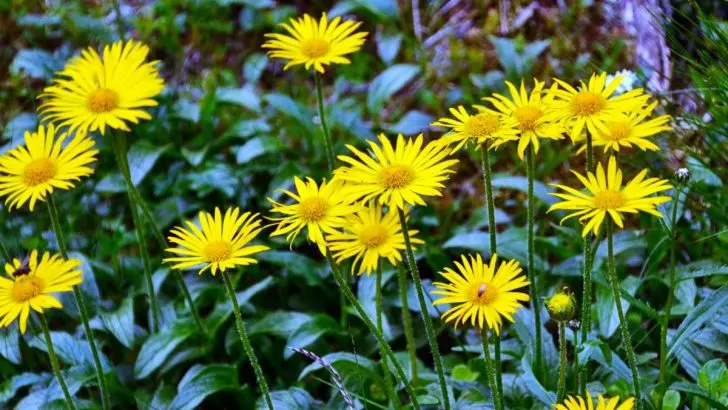 Ochsenauge (Buphthalmum Salicifolium): Merkmale, Pflege & Sorten