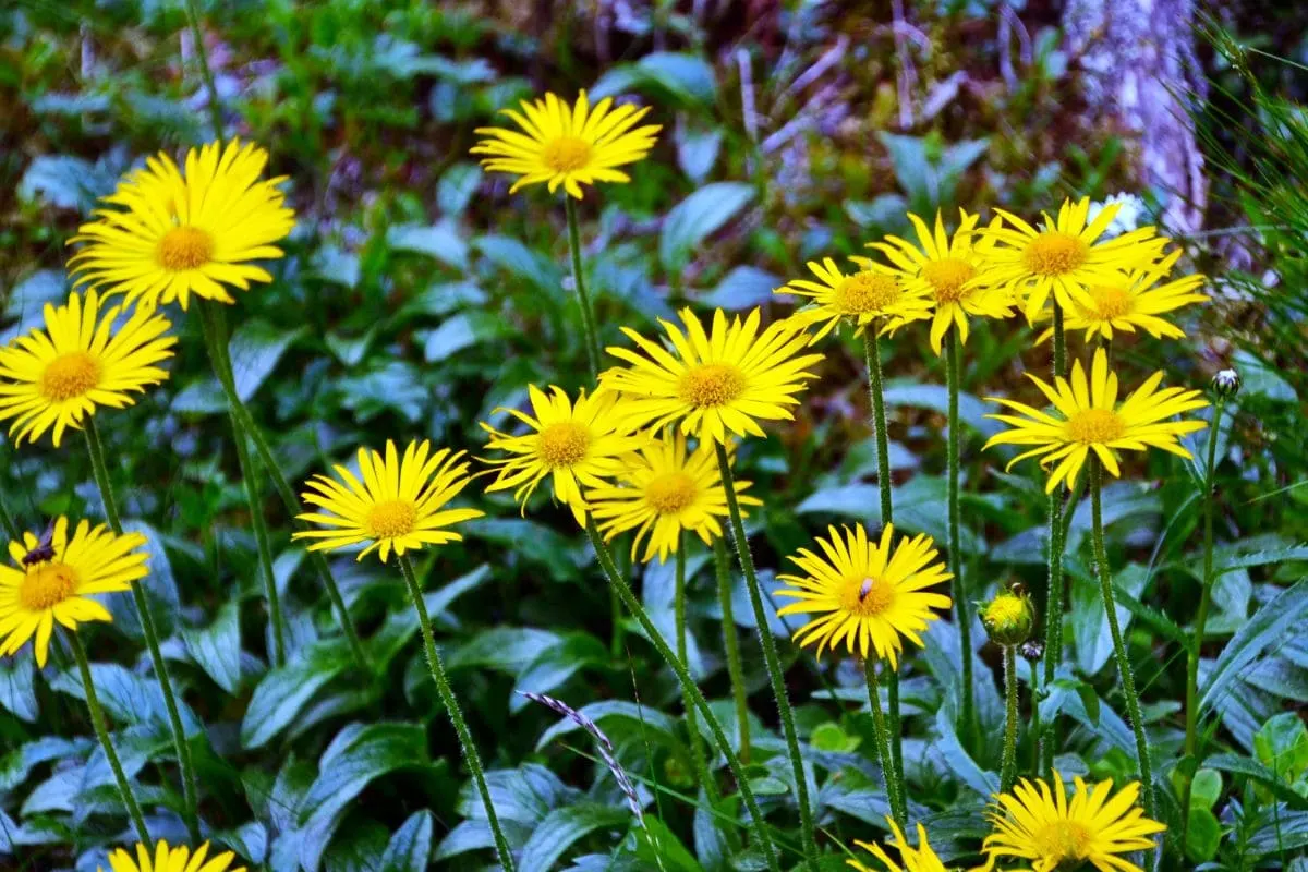 Ochsenauge (Buphthalmum Salicifolium)_ Merkmale, Pflege & Sorten