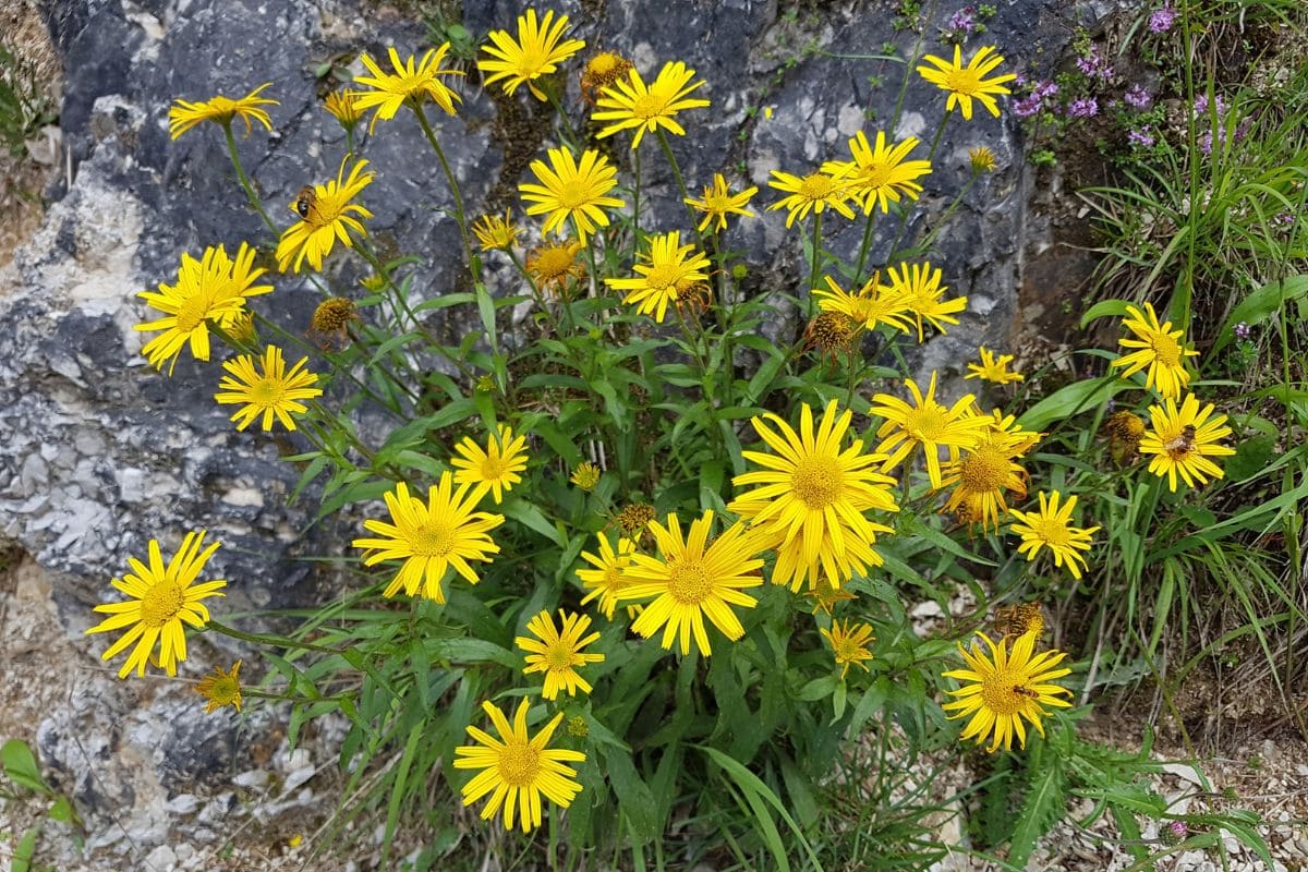 Ochsenauge (Buphthalmum Salicifolium) Merkmale, Pflege & Sorten