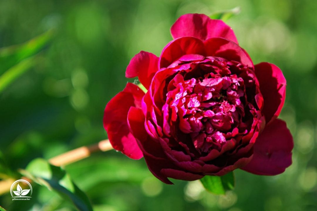 Pfingstrose Rhizom Winterhart - Mehrjährige Blume Mit Langer Blütezeit