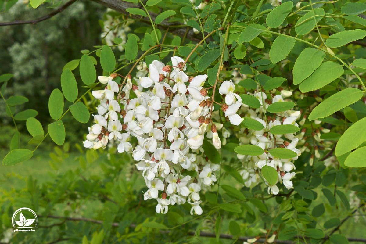 Baum Mit Stacheln Stachelige Angelegenheit Im Garten!