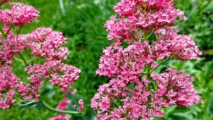 Rote Spornblume: Alles Über Centranthus Ruber Im Überblick!
