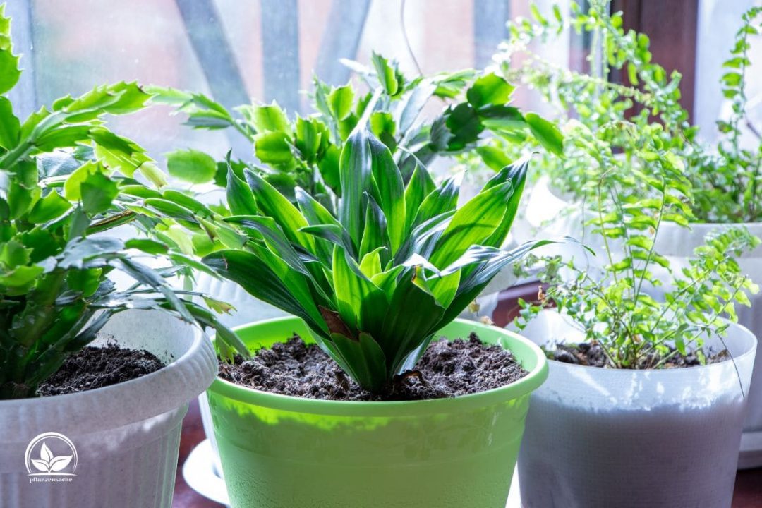 Aspidistra Eigenschaften, Pflegetipps Und Arten