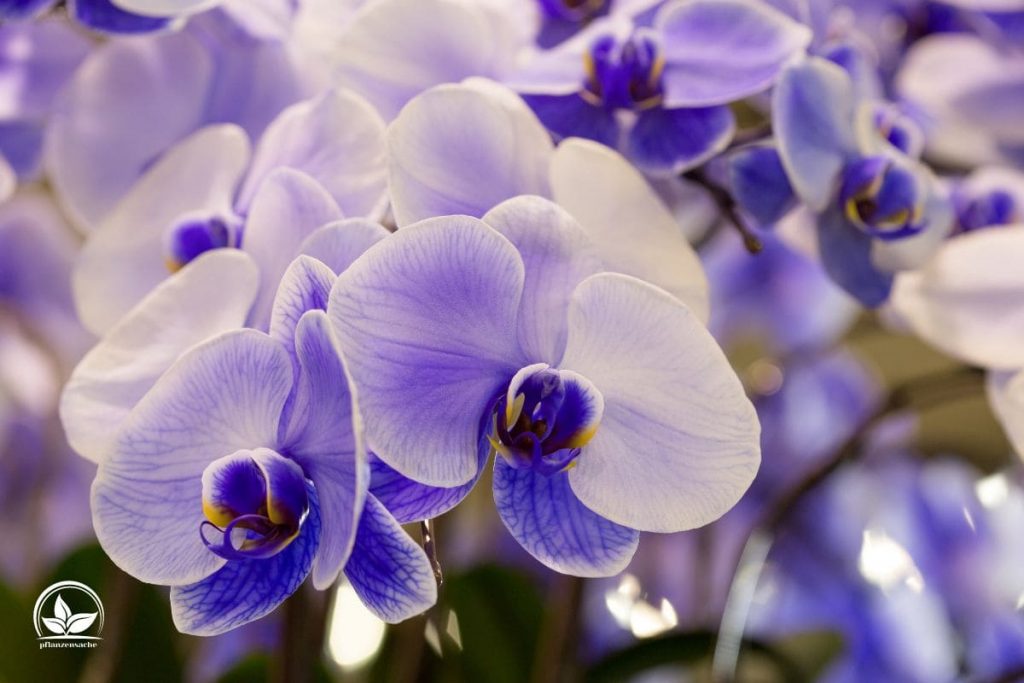 Schmetterlingsorchidee „Blue Wonder“ (Phalaenopsis Cultivars)