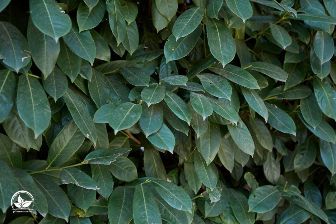 Lorbeerhecke (Prunus Laurocerasus) Merkmale Und Tipps Für Die Pflege!