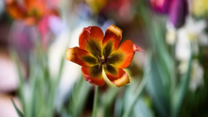 Seltene Orchideen Farben: Die Schönsten Raritäten Im Überblick!