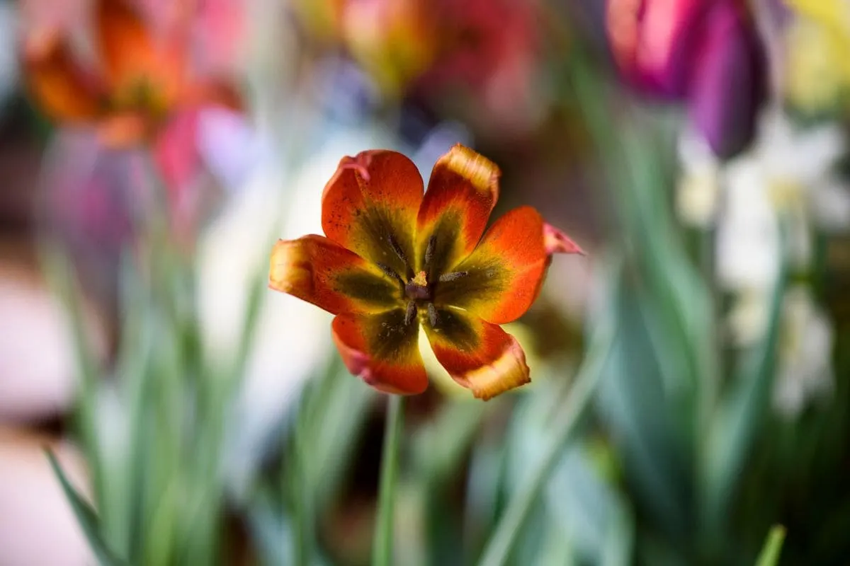 Seltene Orchideen Farben Die Schönsten Raritäten Im Überblick!