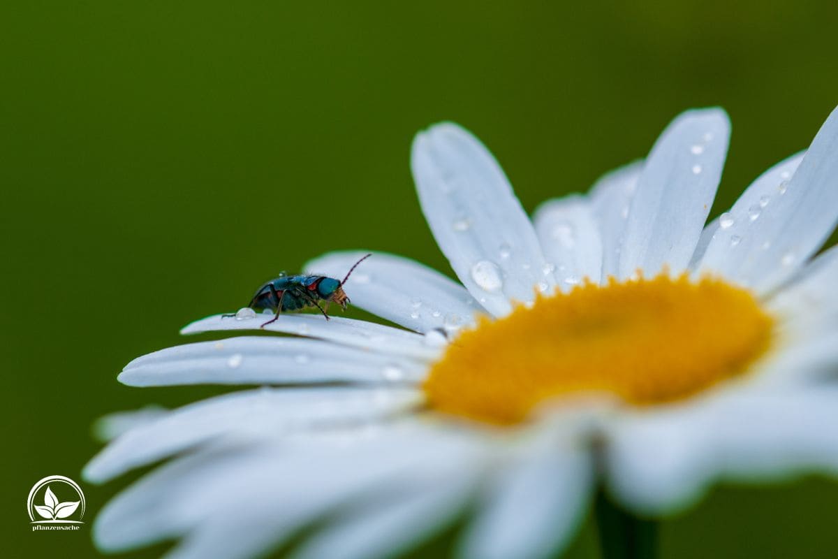 Alles Über Die Sommermargerite (Leucanthemum Maximum) Im Überblick