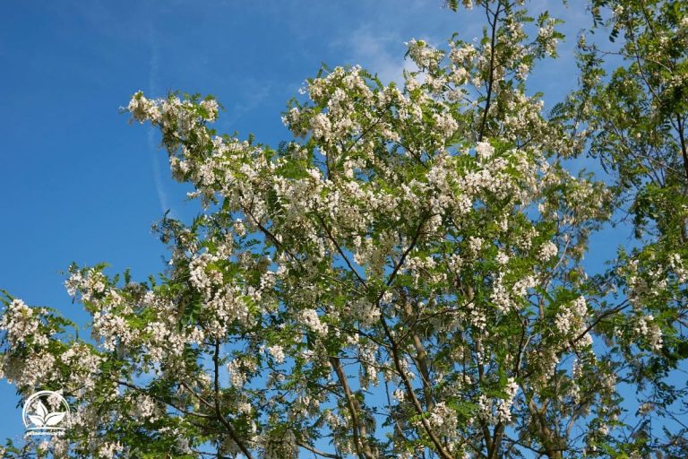 Baum Mit Stacheln Stachelige Angelegenheit Im Garten!