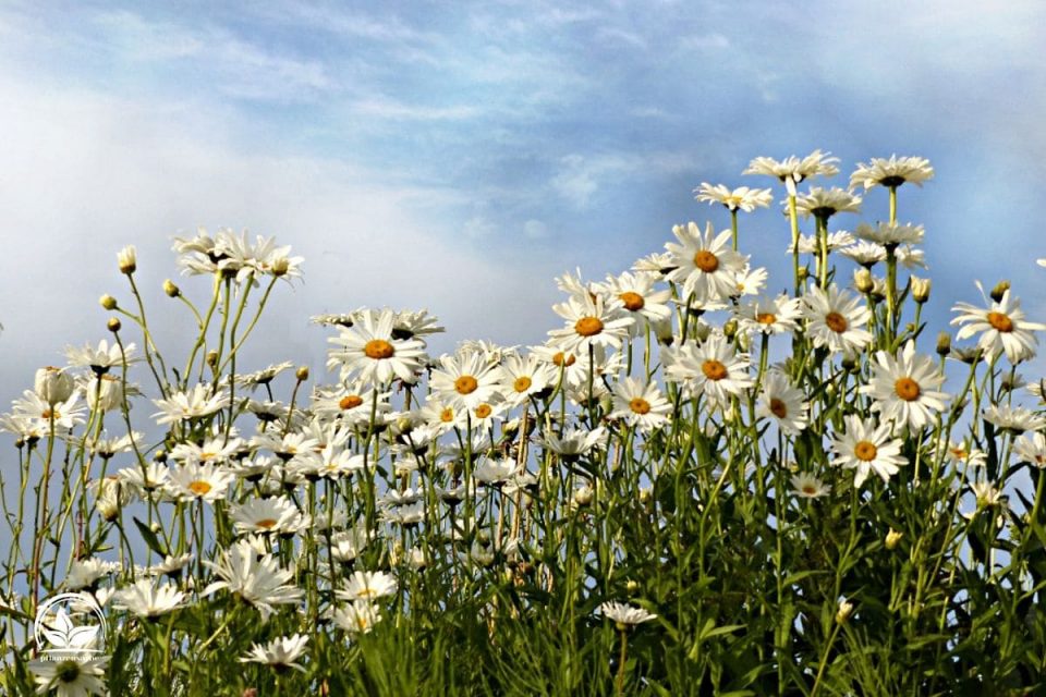 Margeriten Arten Die Einteilung & Pflegetipps