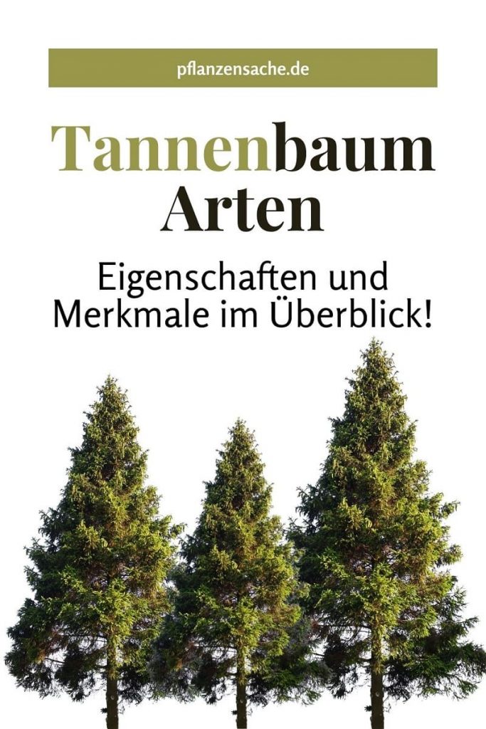 Tannenbaum Arten pin