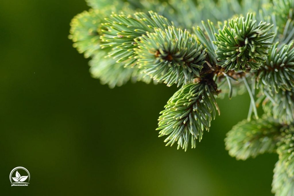 Die Sch nsten Tannenbaum Arten Und Ihre Eigenschaften Im berblick 