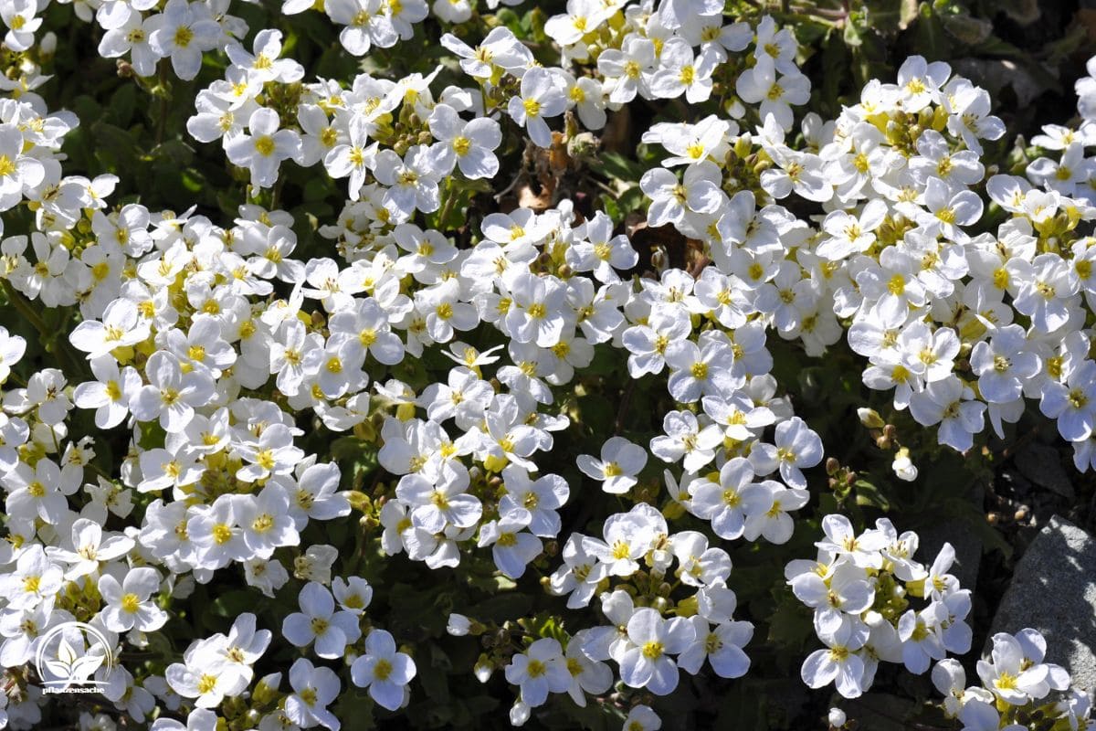 Gänsekresse (Arabis) Merkmale, Pflegetipps & Sorten Pflanzensache