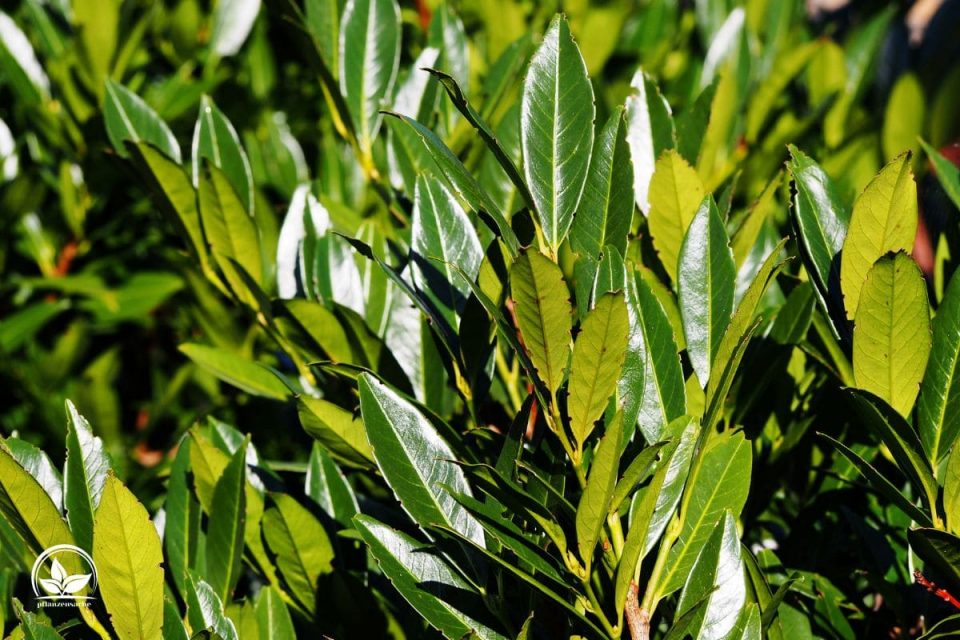 Lorbeerhecke (Prunus Laurocerasus) Merkmale Und Tipps Für Die Pflege!