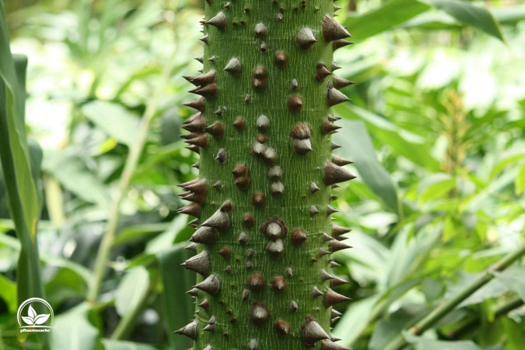 Baum Mit Stacheln Stachelige Angelegenheit Im Garten!