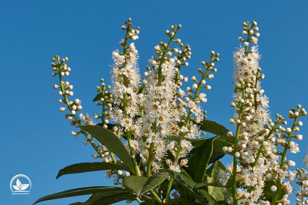 Lorbeerhecke (Prunus Laurocerasus) Merkmale Und Tipps Für Die Pflege!