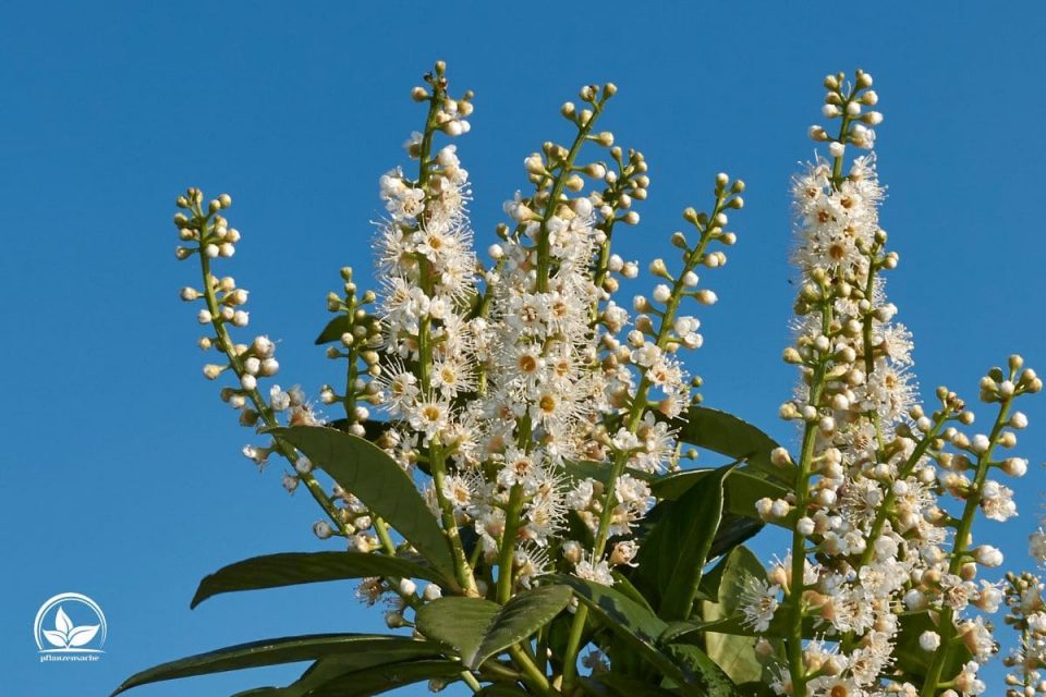 Lorbeerhecke (Prunus Laurocerasus) Merkmale Und Tipps Für Die Pflege!