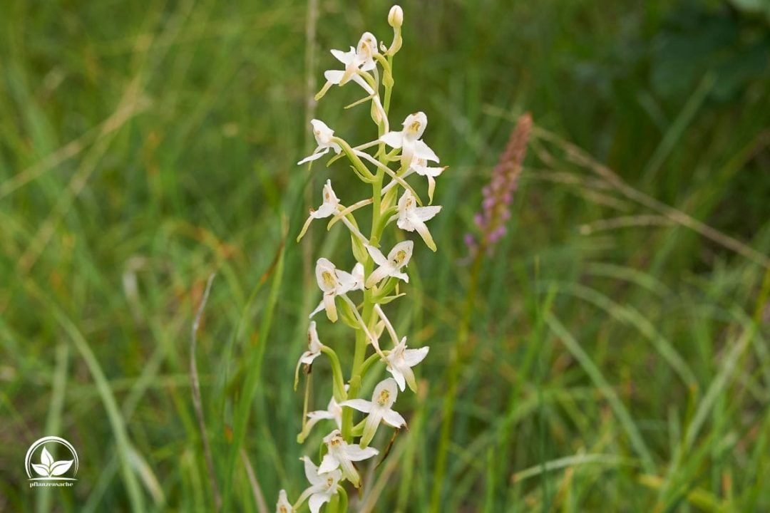 Seltene Orchideen Farben Die Schönsten Raritäten Im Überblick!