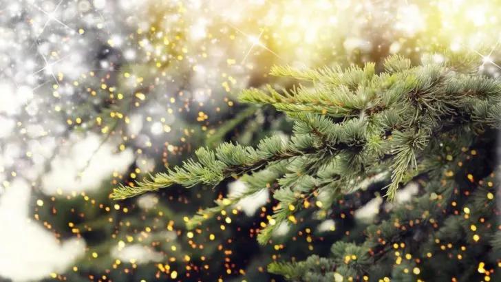 Weihnachtsbaum Arten: Alles Was Man Über Tannen Wissen Sollte!