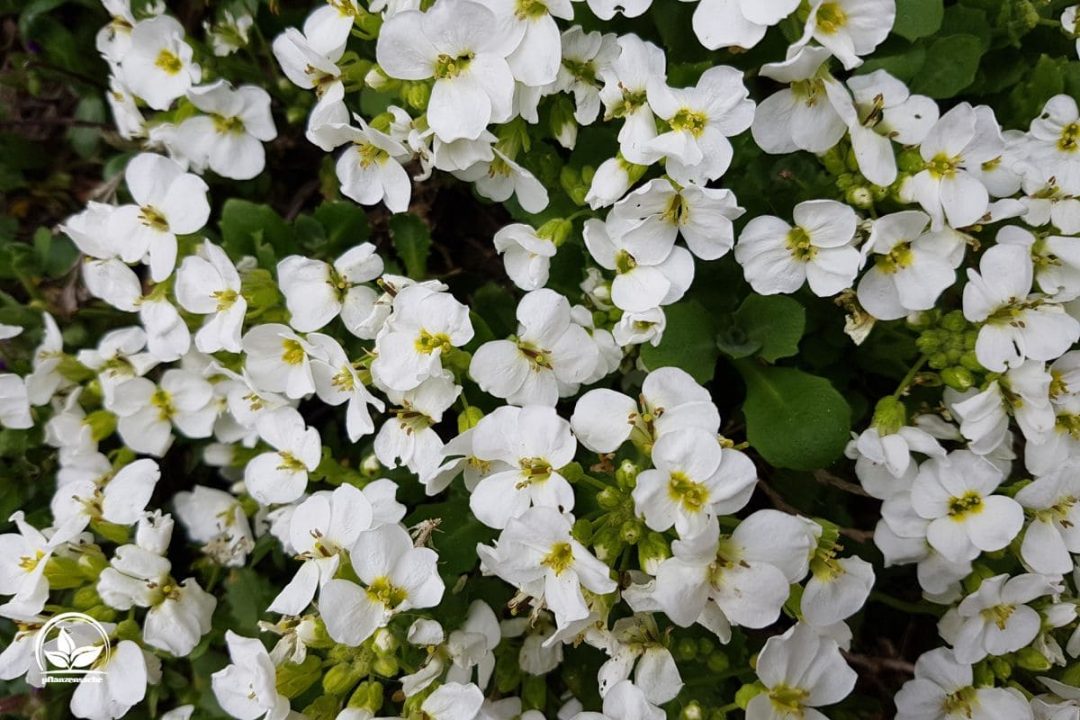 Gänsekresse (Arabis) Merkmale, Pflegetipps & Sorten Pflanzensache