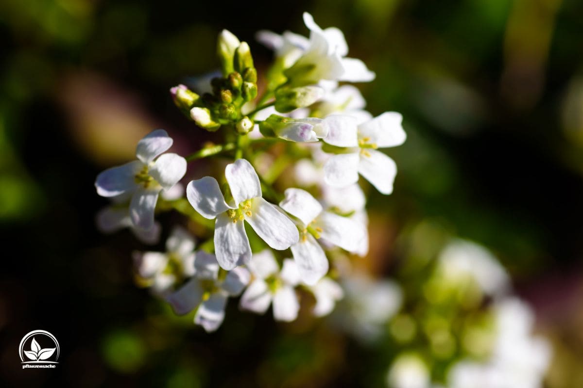 Gänsekresse (Arabis) Merkmale, Pflegetipps & Sorten Pflanzensache