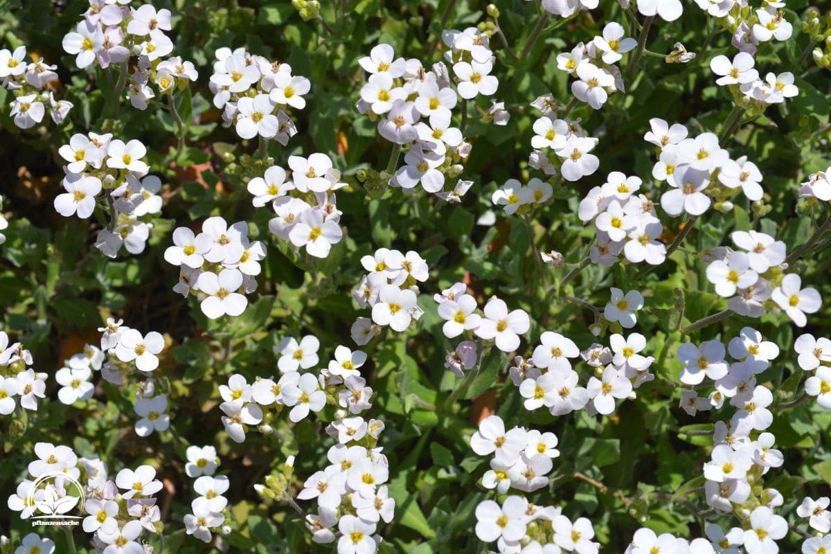 Gänsekresse (Arabis) Merkmale, Pflegetipps & Sorten Pflanzensache