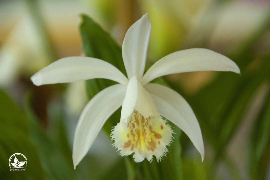 Aspidistra Eigenschaften, Pflegetipps Und Arten