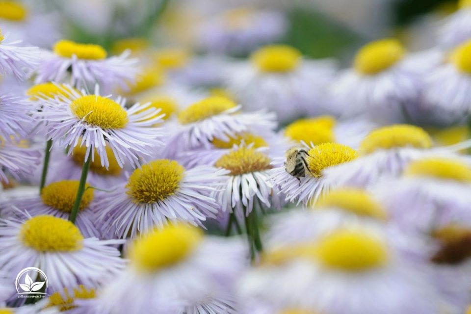 Margeriten Arten Die Einteilung & Pflegetipps