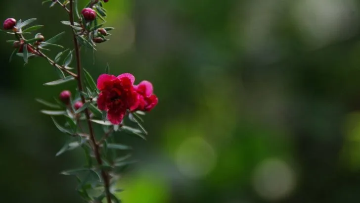 Winterblumen Für Drinnen: 9 Winterblüher Mit Pflegetipps