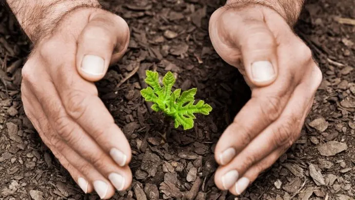 Winterschutz Für Pflanzen: Tipps Für Bedenkenlose Überwinterung!