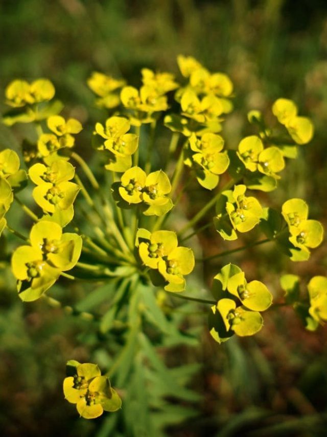 9. Zypressen-Wolfsmilch (Euphorbia Cyparissias)