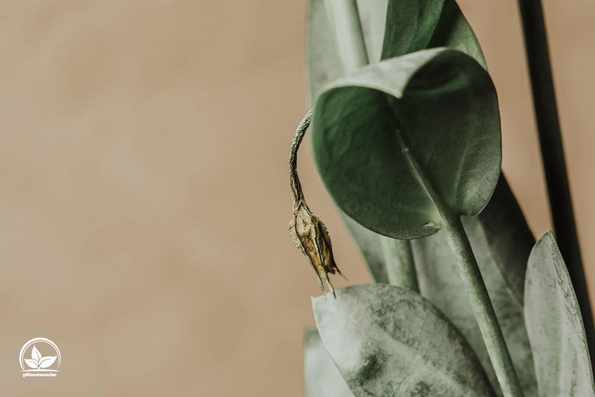 Pflanze Blätter Rollen Sich Ein Ursachen Und Die Besten Lösungen! Pflanzensache