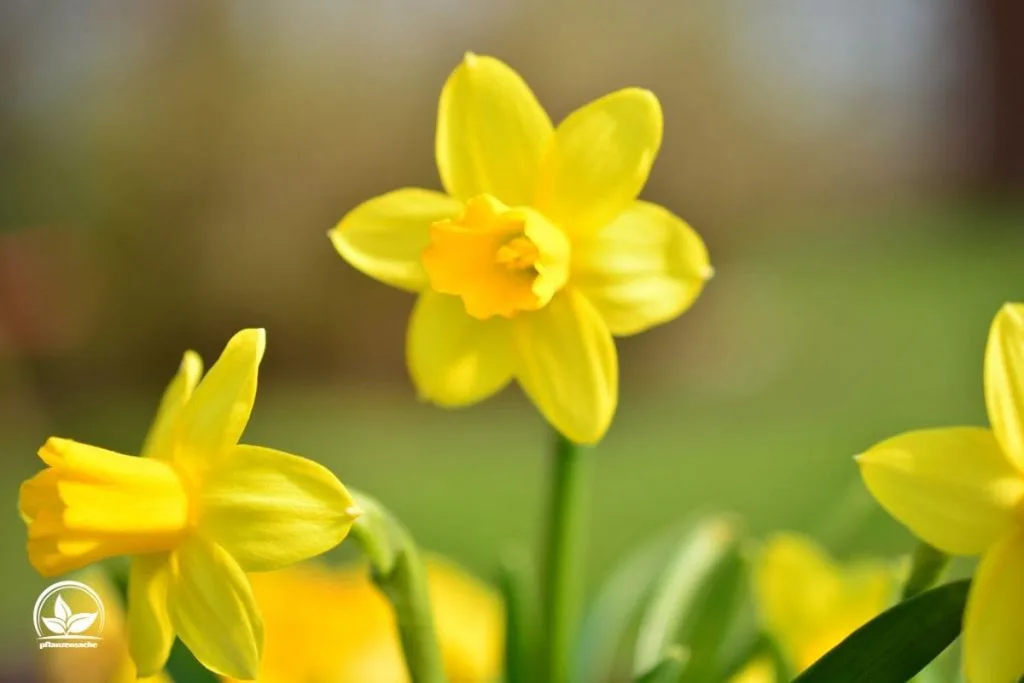 2. Narzisse (Narcissus)