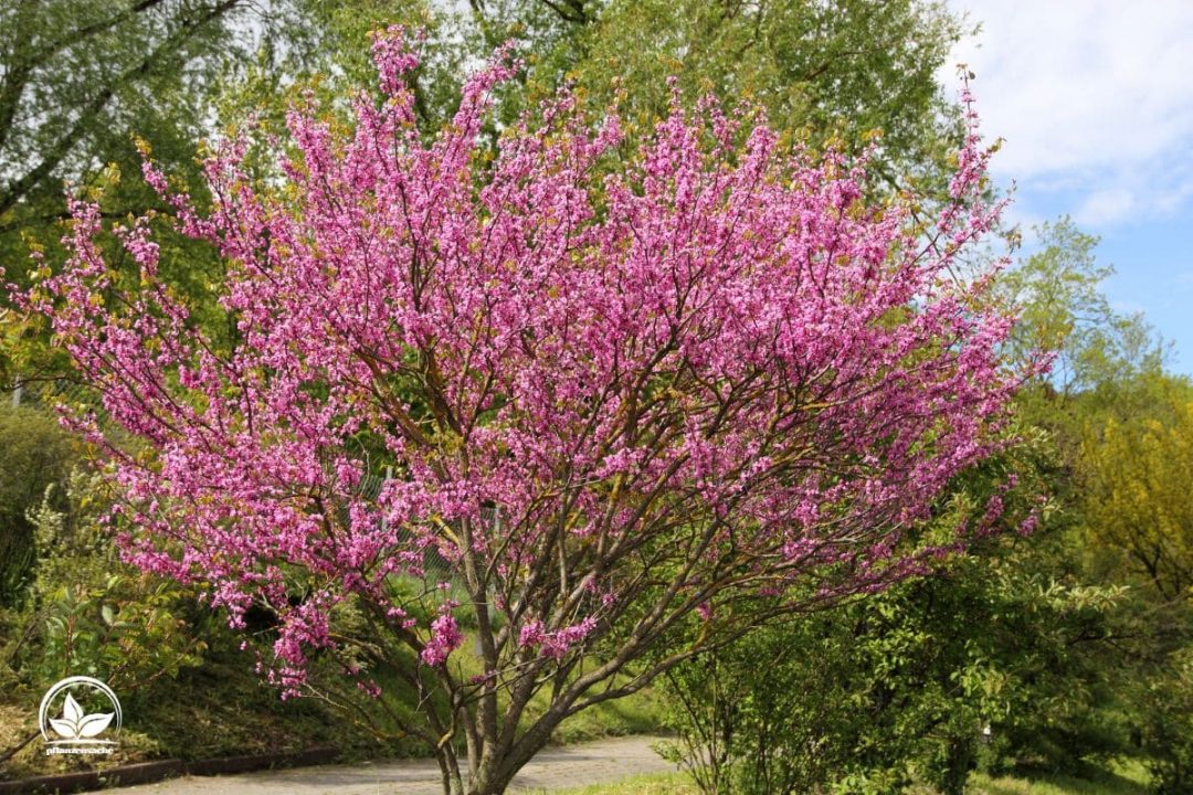 Typische Pflanzen Im Mittelmeerraum Attraktive Pflanzen Fürs