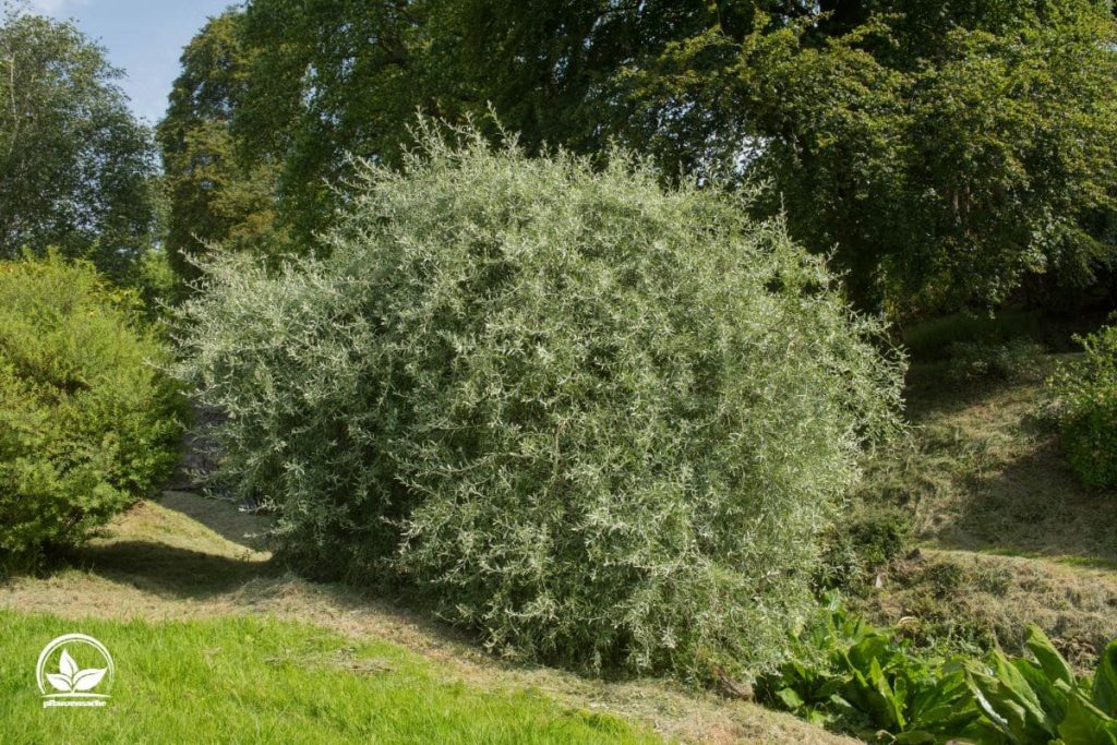 4. Weidenblättrige Birne (Pyrus Salicifolia)