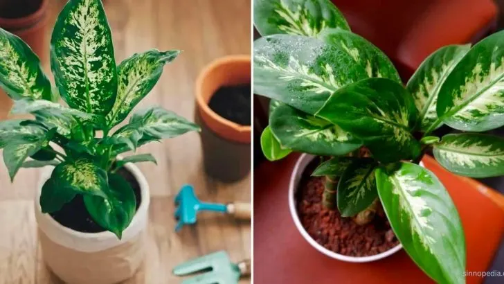 7 Dieffenbachia Arten Und Die Dieffenbachia Pflege Im Überblick!