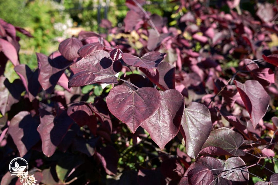 Kanadischer Judasbaum (Cercis Canadensis) Merkmale Und Pflegetipps