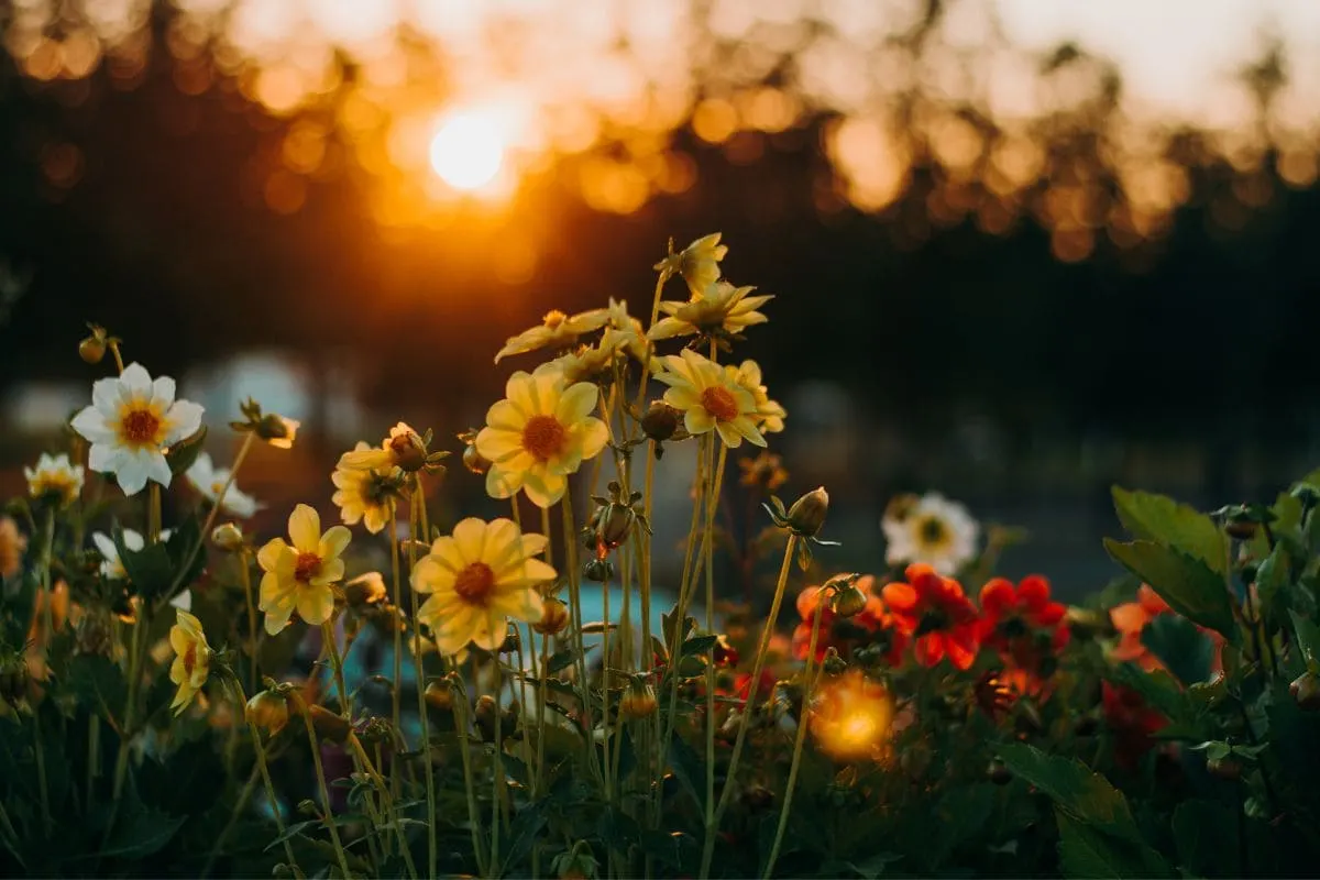 Blumensprüche_ Liebe, Glück & Freundschaft In Der Blumensprache!