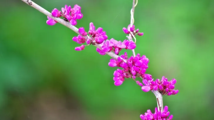 Chinesischer Judasbaum (Avondale Cercis Chinensis): Merkmale & Pflege