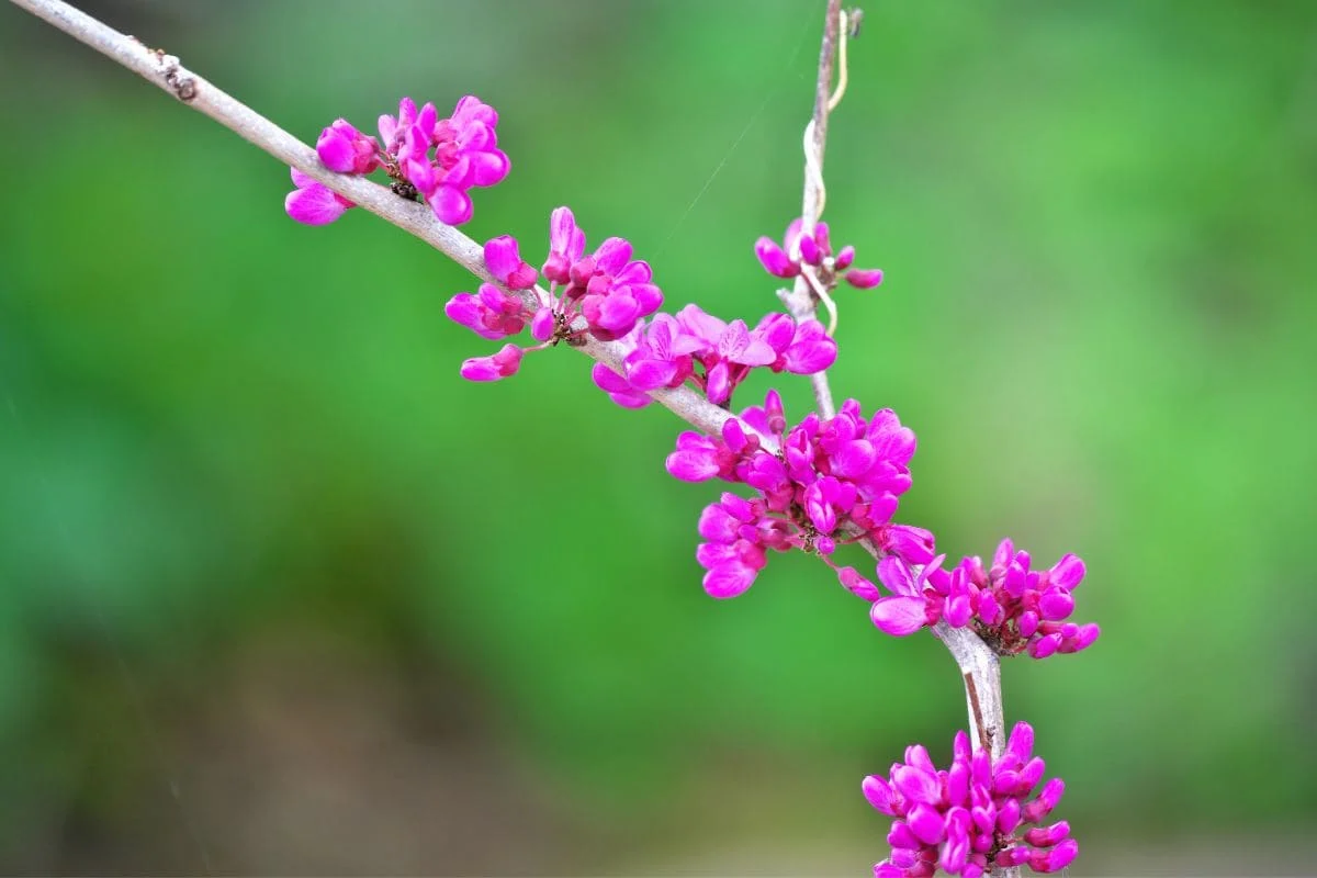 Chinesischer Judasbaum (Avondale Cercis Chinensis)_ Merkmale & Pflege